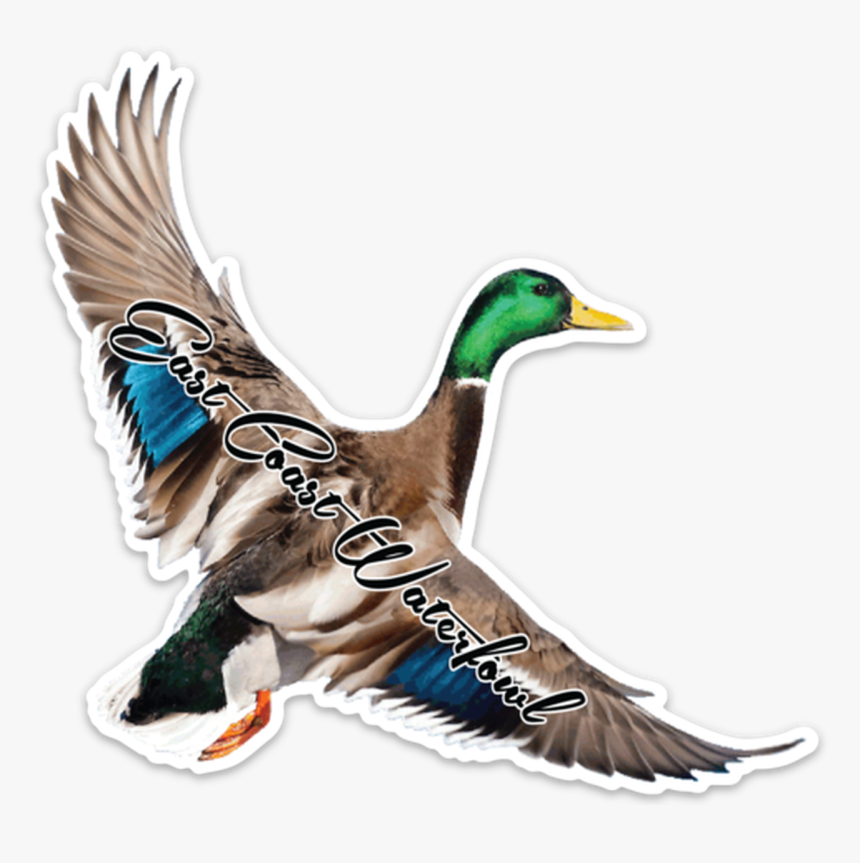 Mallard, HD Png Download, Free Download