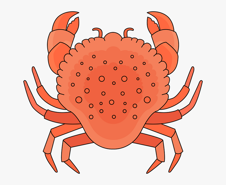 Freshwater Crab, HD Png Download, Free Download