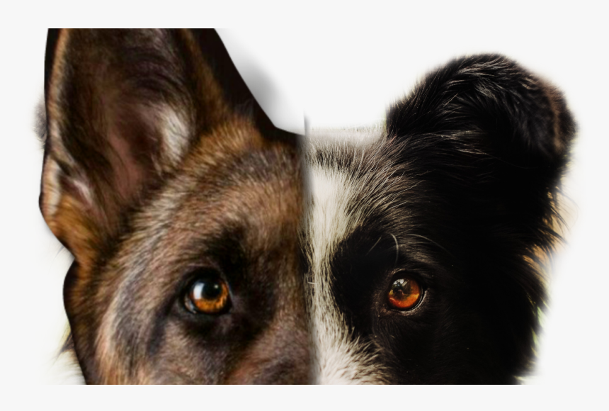 #border Collie And Německý Ovčák - Pastor Alemão Jerry, HD Png Download, Free Download