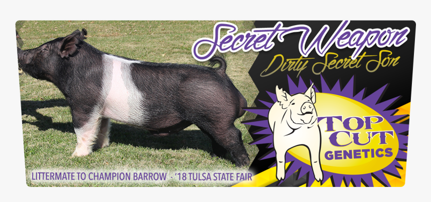 # - Dirty Secret Cross Boar, HD Png Download, Free Download