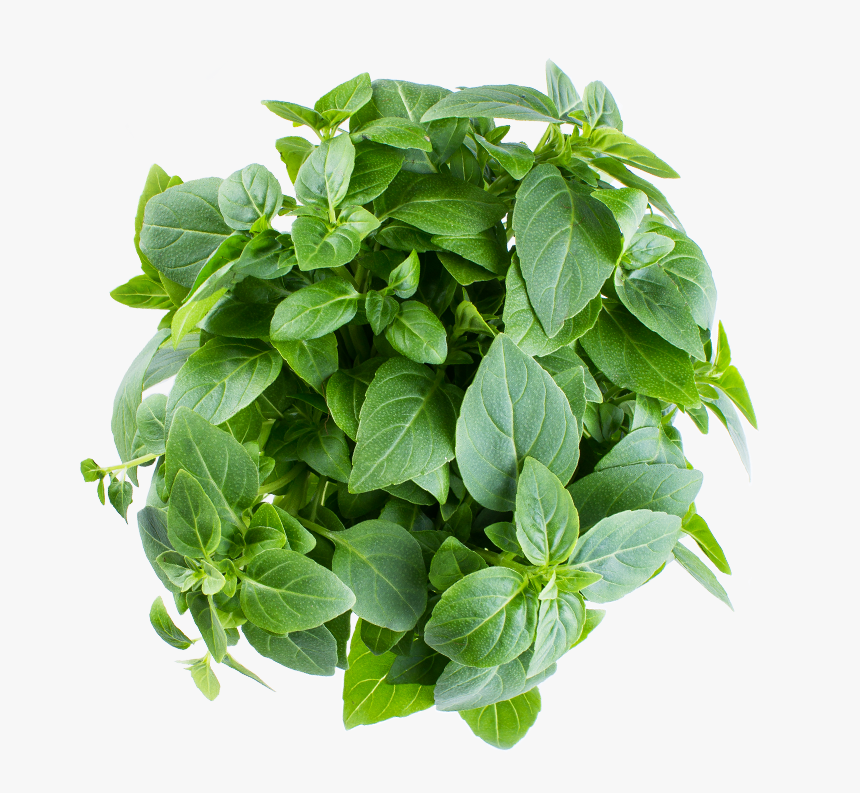 Greek Basil - Houseplant, HD Png Download, Free Download