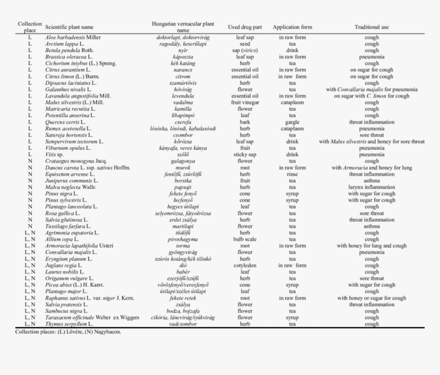 Medical Plant Used For Respiratory Diseases, HD Png Download, Free Download