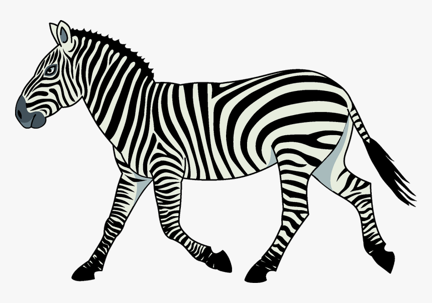 Zebra, HD Png Download, Free Download