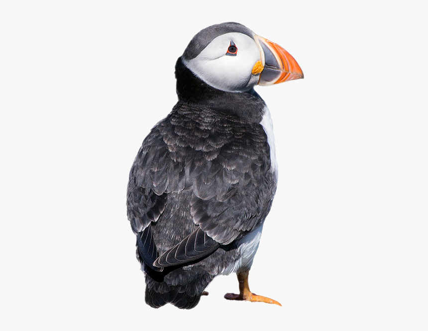 Atlantic Puffin, HD Png Download, Free Download