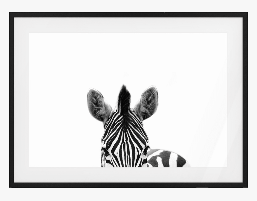 The Zebra Print - Picture Frame, HD Png Download, Free Download