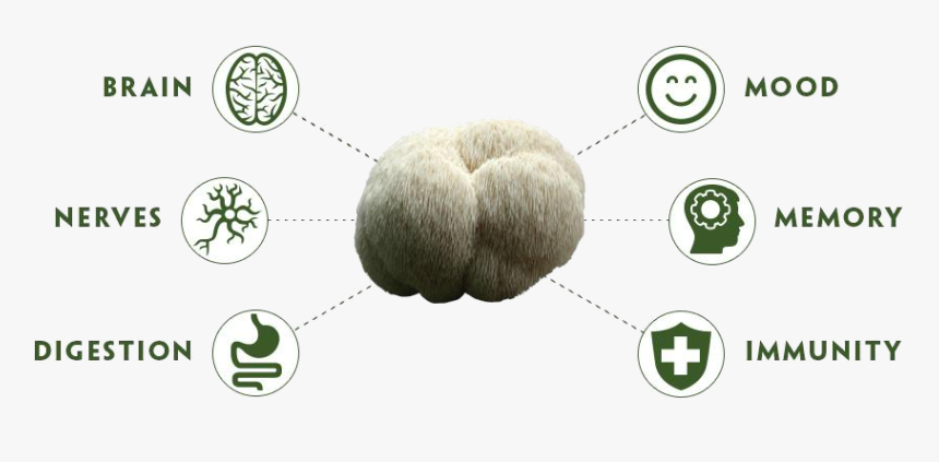 Lion's Mane Benefits, HD Png Download, Free Download