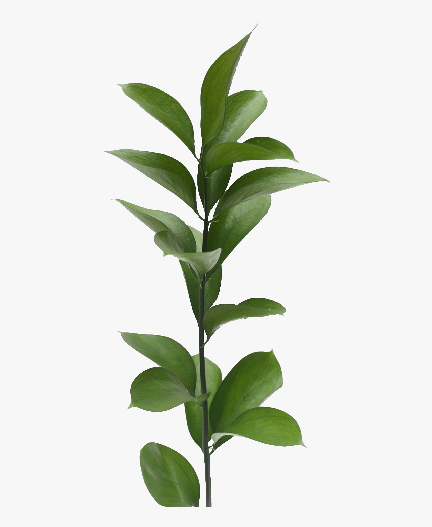 Twig, HD Png Download, Free Download