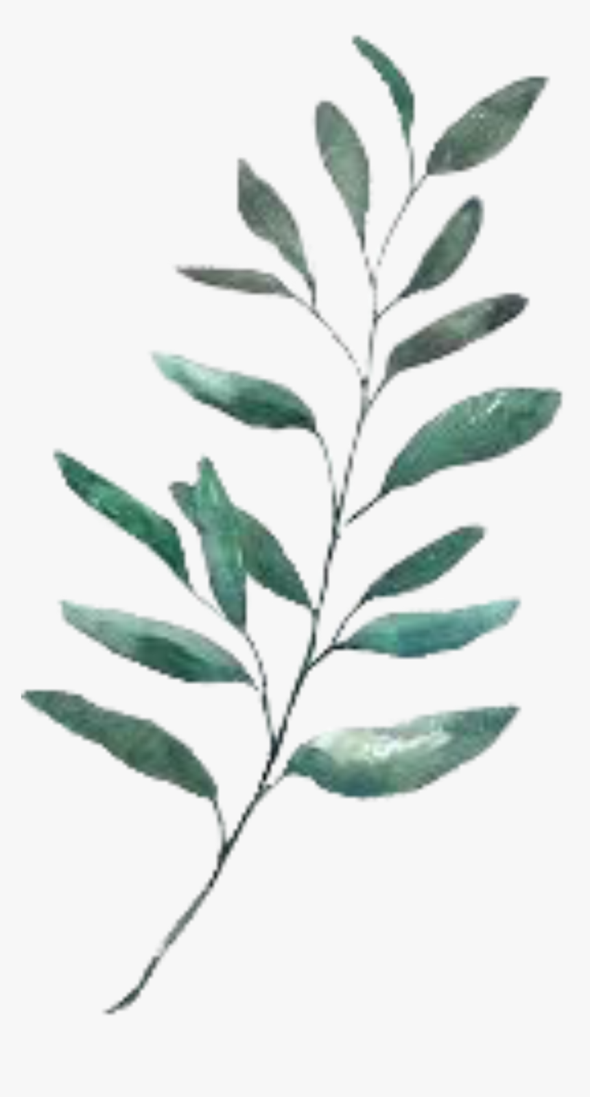 #leaf #watercolour #green #plant - Watercolor Leaves Illustration, HD Png Download, Free Download