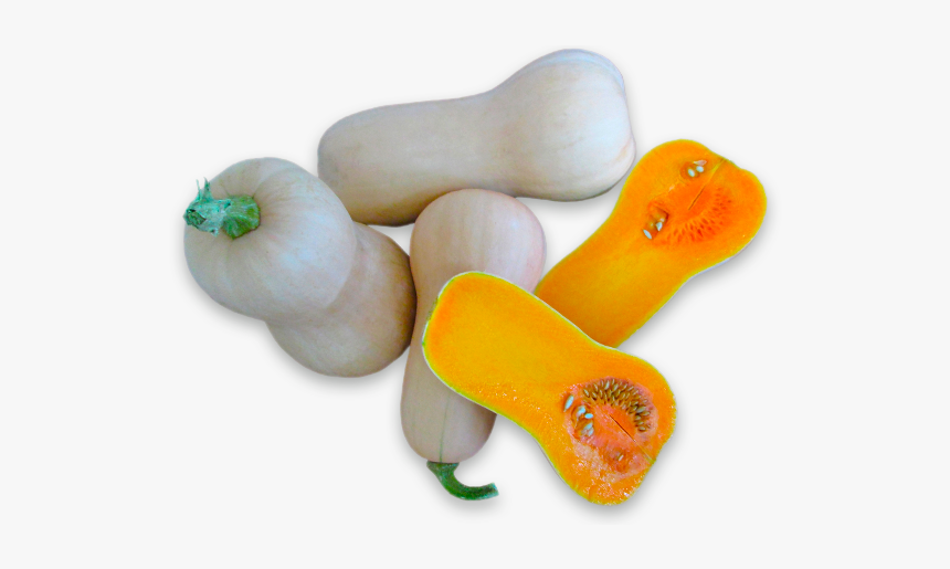 Squashes - Butternut Squash, HD Png Download, Free Download