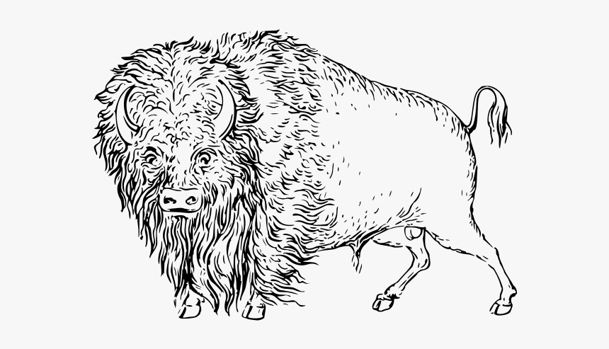 Buffalo - Clip Art, HD Png Download, Free Download