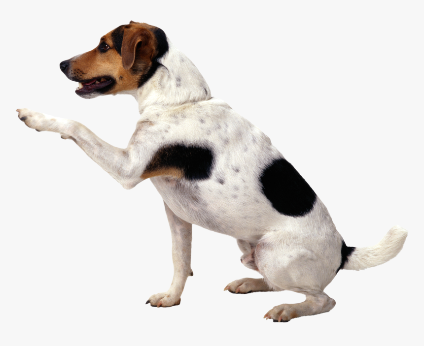 Dog Png - Dog Png Hd, Transparent Png, Free Download