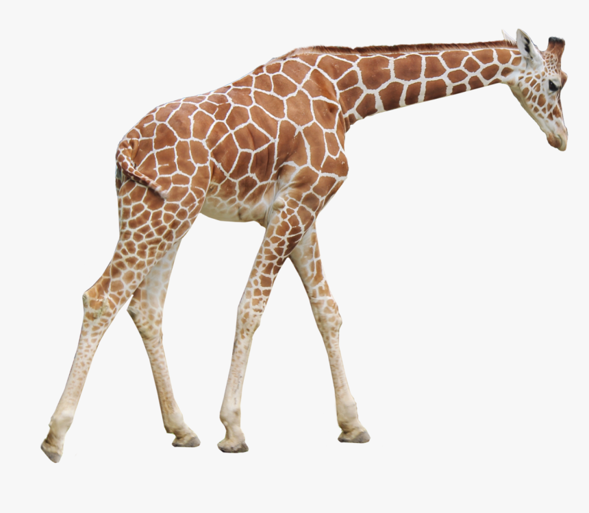 Giraffe Png Transparent Images, Pictures, Photos - Giraffe Png, Png Download, Free Download