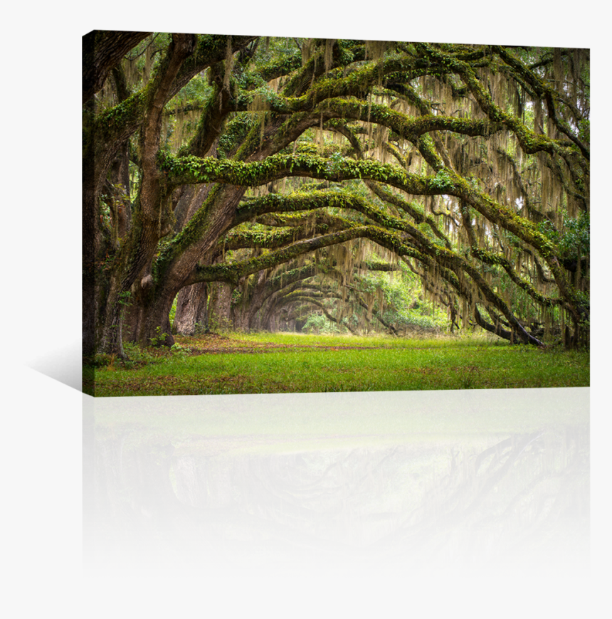 Southeast Region United States Landscape, HD Png Download, Free Download