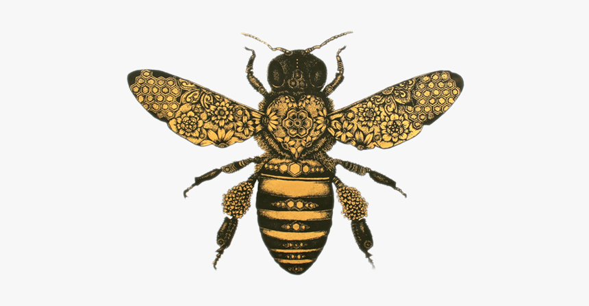 Bee Drawing, HD Png Download, Free Download