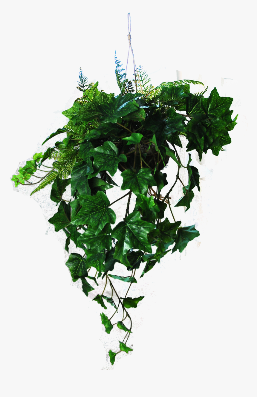 Hanging Ivy Png, Transparent Png, Free Download