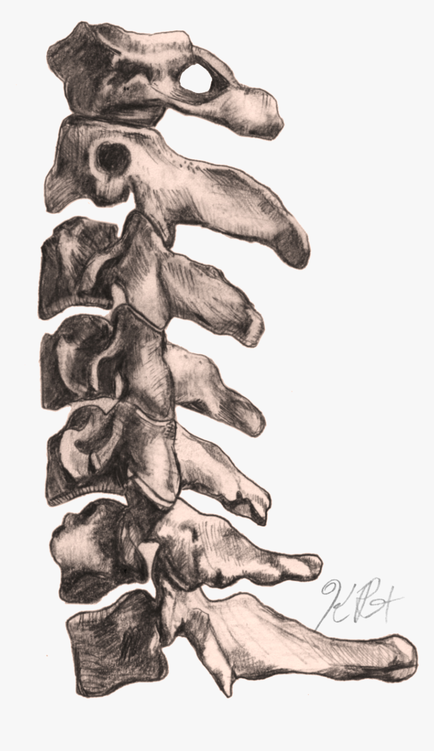 Cervical Spine Lateral, HD Png Download, Free Download