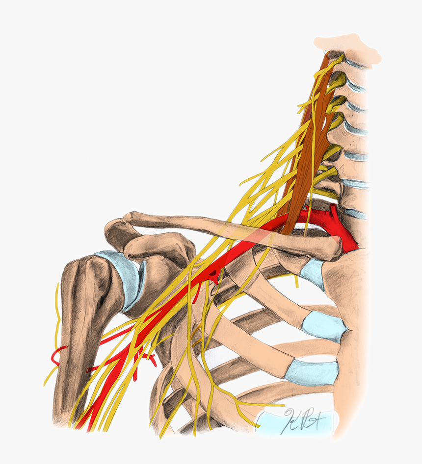 Bracialplexus Color, HD Png Download, Free Download
