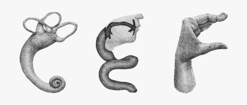 Anatomy Detail-02 - Serpent, HD Png Download, Free Download