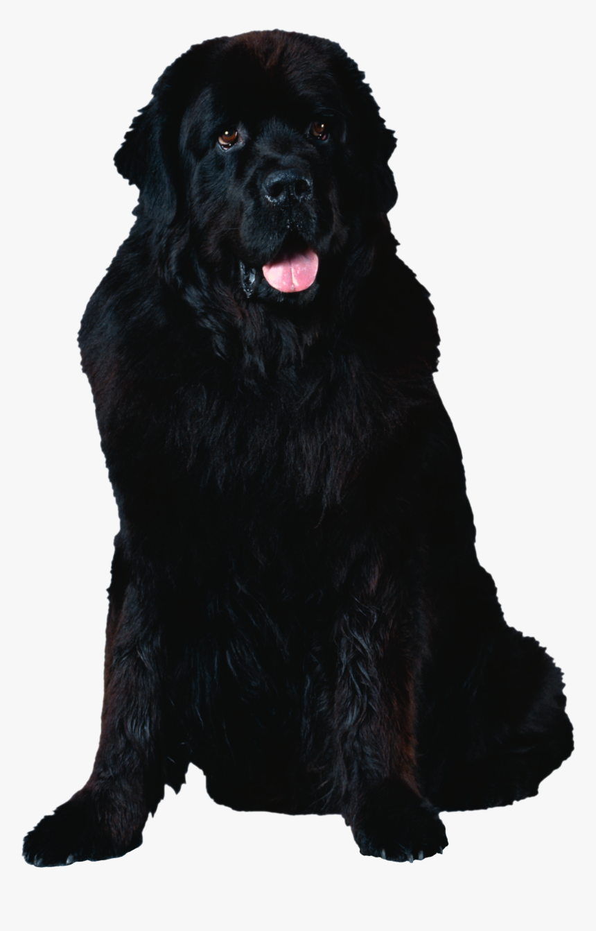 Dog Png - Newfoundland Dog Transparent Background, Png Download, Free Download