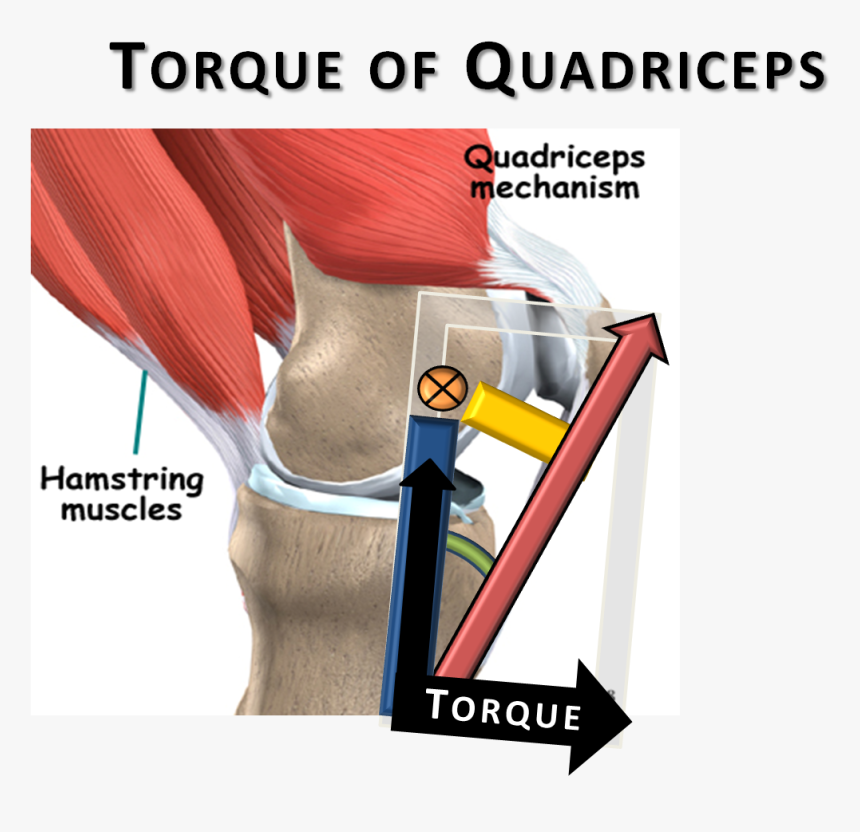 Moment Arm Of Quadriceps, HD Png Download, Free Download