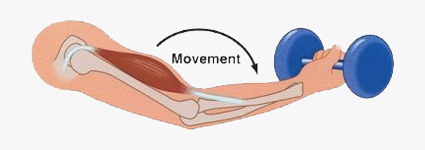 Diagram Of An Eccentric Muscle Contraction - Bicep Curl Eccentric Contraction, HD Png Download, Free Download