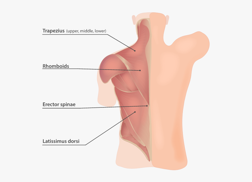 Diagram, HD Png Download, Free Download