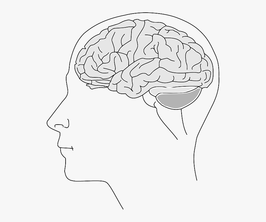 Brain, Anatomy, Physiology, Human, Biology, Thinking - Estado De Salud Mental Png, Transparent Png, Free Download