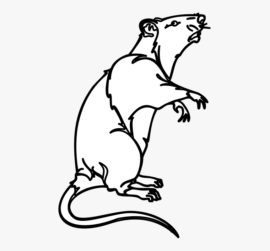 Collection Of White Mouse Cliparts - Rat Clip Art Outline, HD Png Download, Free Download