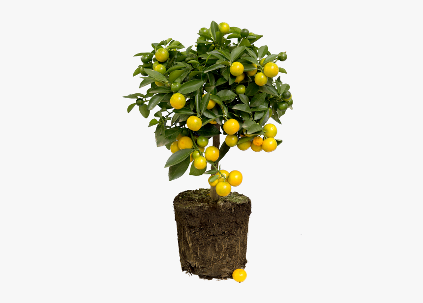 Limonero - Bonsai, HD Png Download, Free Download