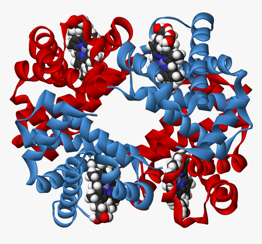 Haemoglobin 3d Ribbons - Haemoglobin Structure 3d Transparent, HD Png Download, Free Download