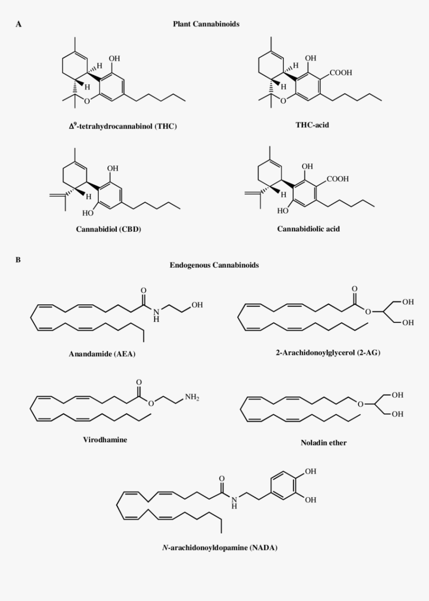 Diagram, HD Png Download, Free Download