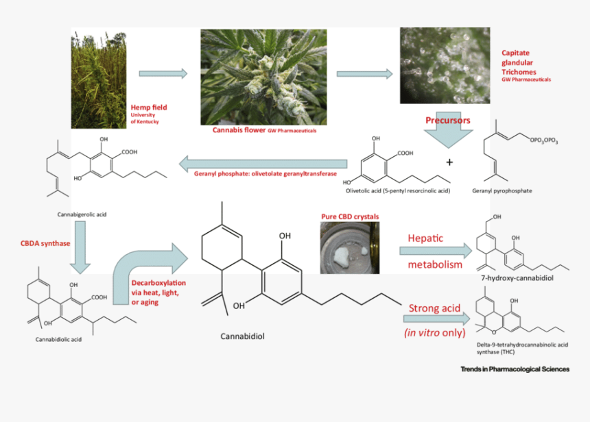 Cannabis Chemovars, HD Png Download, Free Download