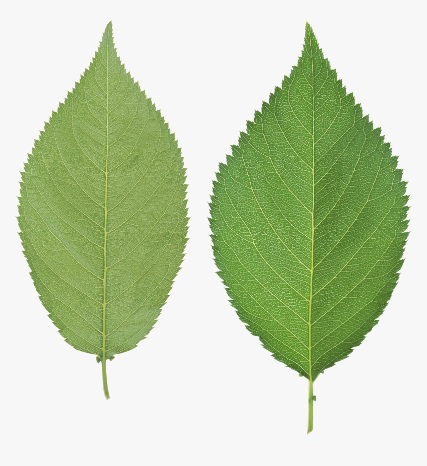 Leaf Png - Leafs No Background, Transparent Png, Free Download