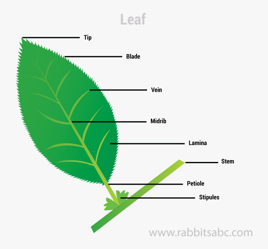 Leaf - Food Factory Of Plant, HD Png Download, Free Download