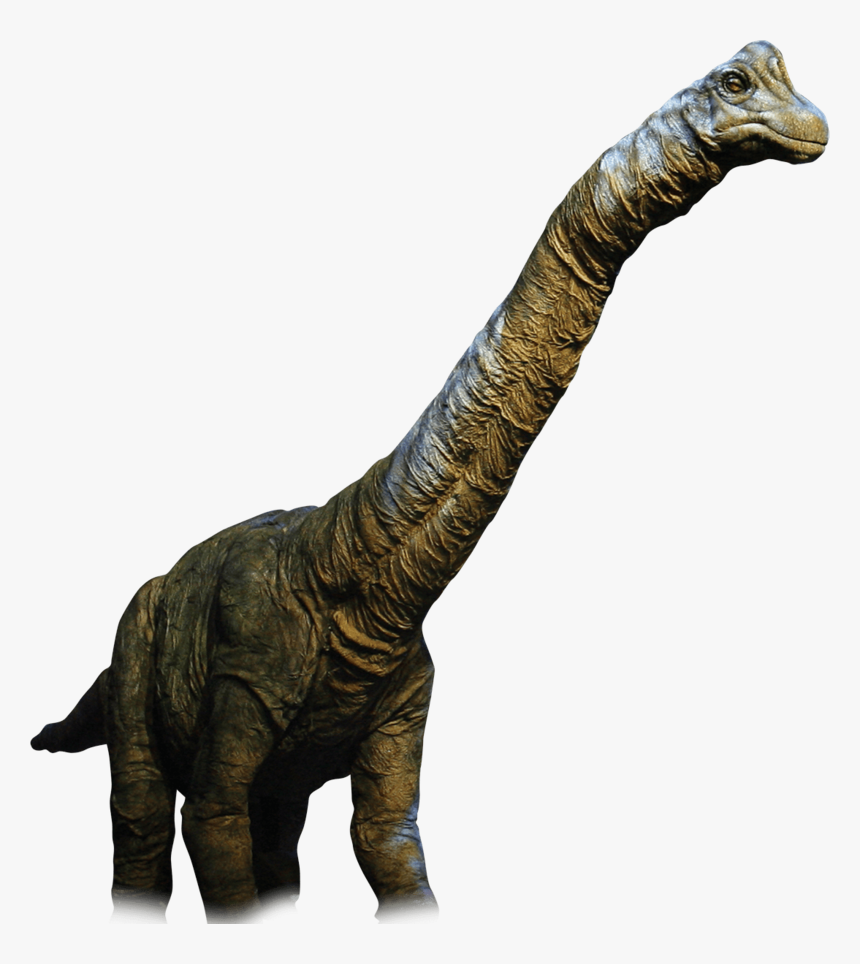 Real Dinosaur Png, Transparent Png, Free Download