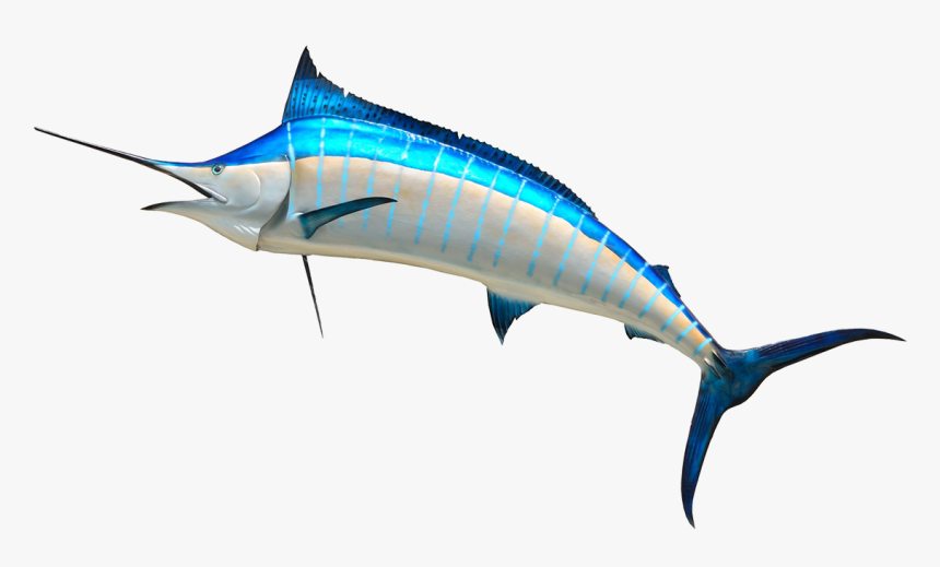 Fish Clip Art - Marlin Png, Transparent Png, Free Download