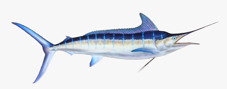 Striped Marlin, Oahu, Hawaii - Black Marlin, HD Png Download, Free Download