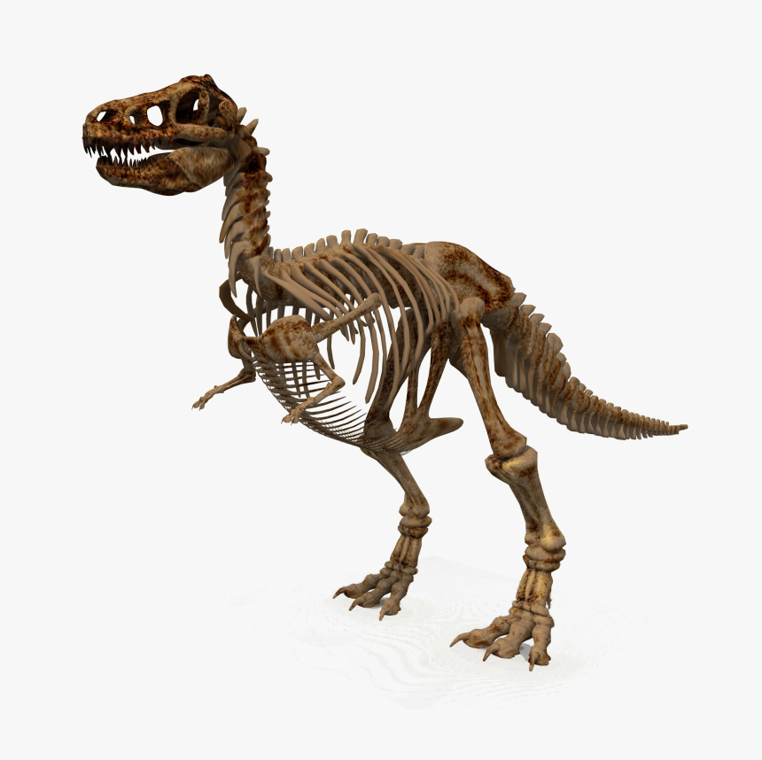 Tiger Png Transparent Image - Dinosaur Bones Png Transparent, Png Download, Free Download