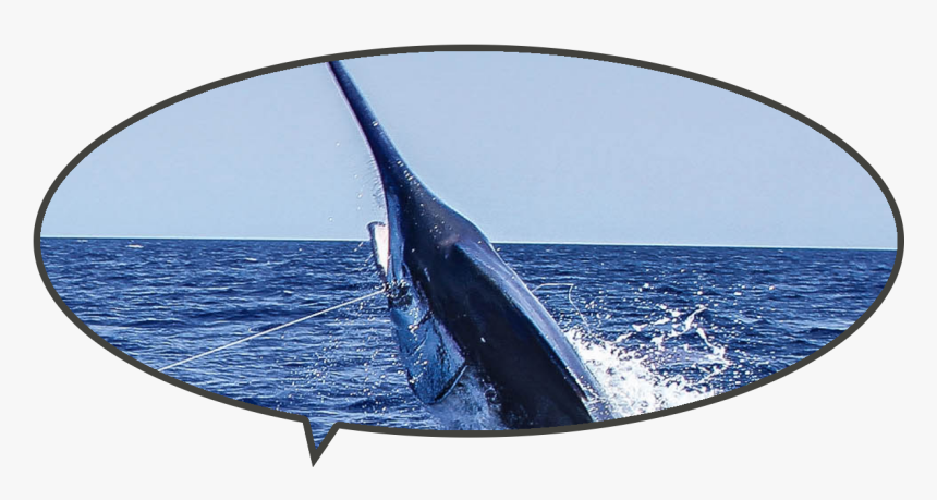 Atlantic Blue Marlin, HD Png Download, Free Download