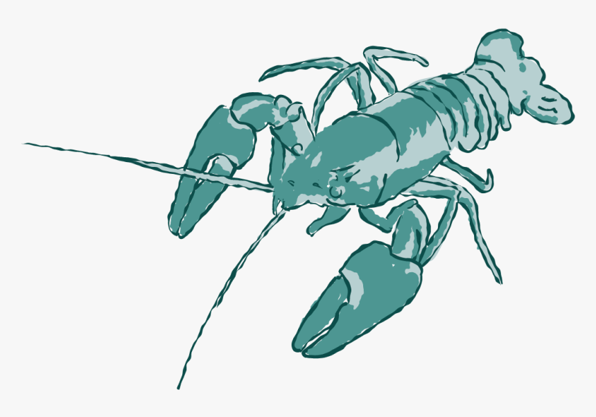 "signal Crayfish" - American Lobster, HD Png Download, Free Download