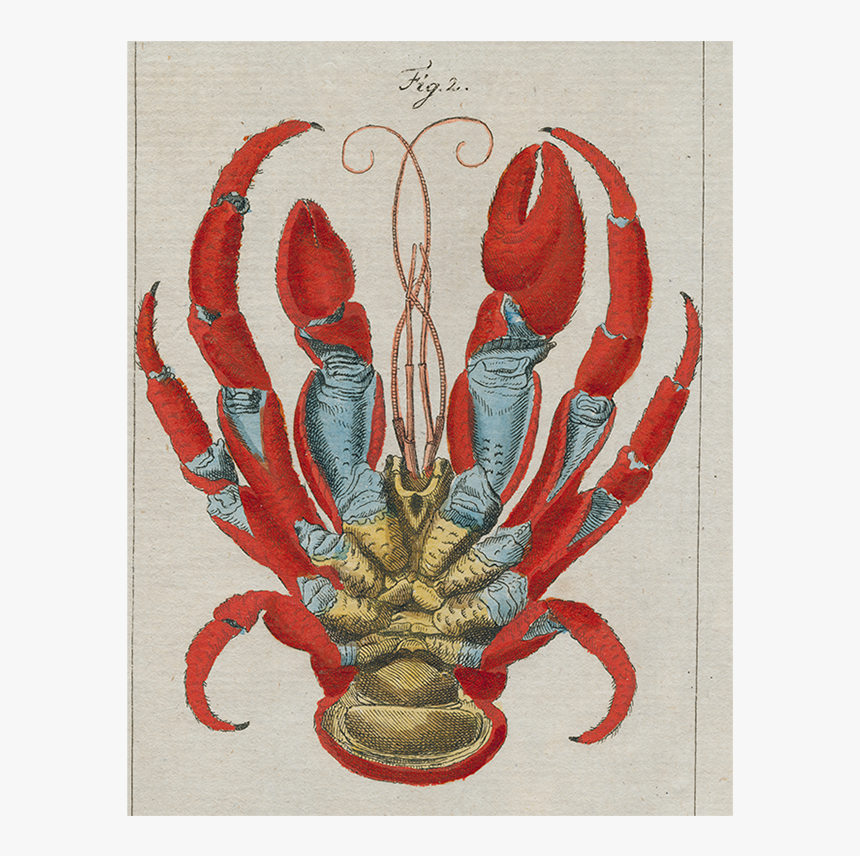 Crayfish, HD Png Download, Free Download