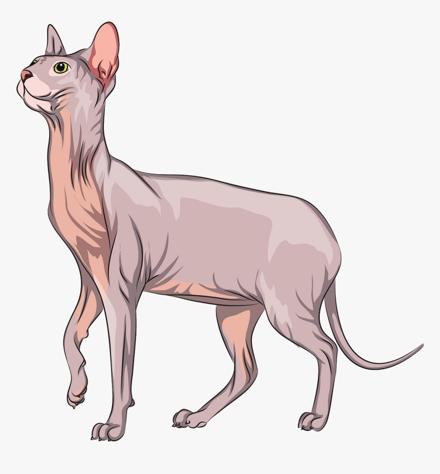 Hairless Cat Clipart, HD Png Download, Free Download