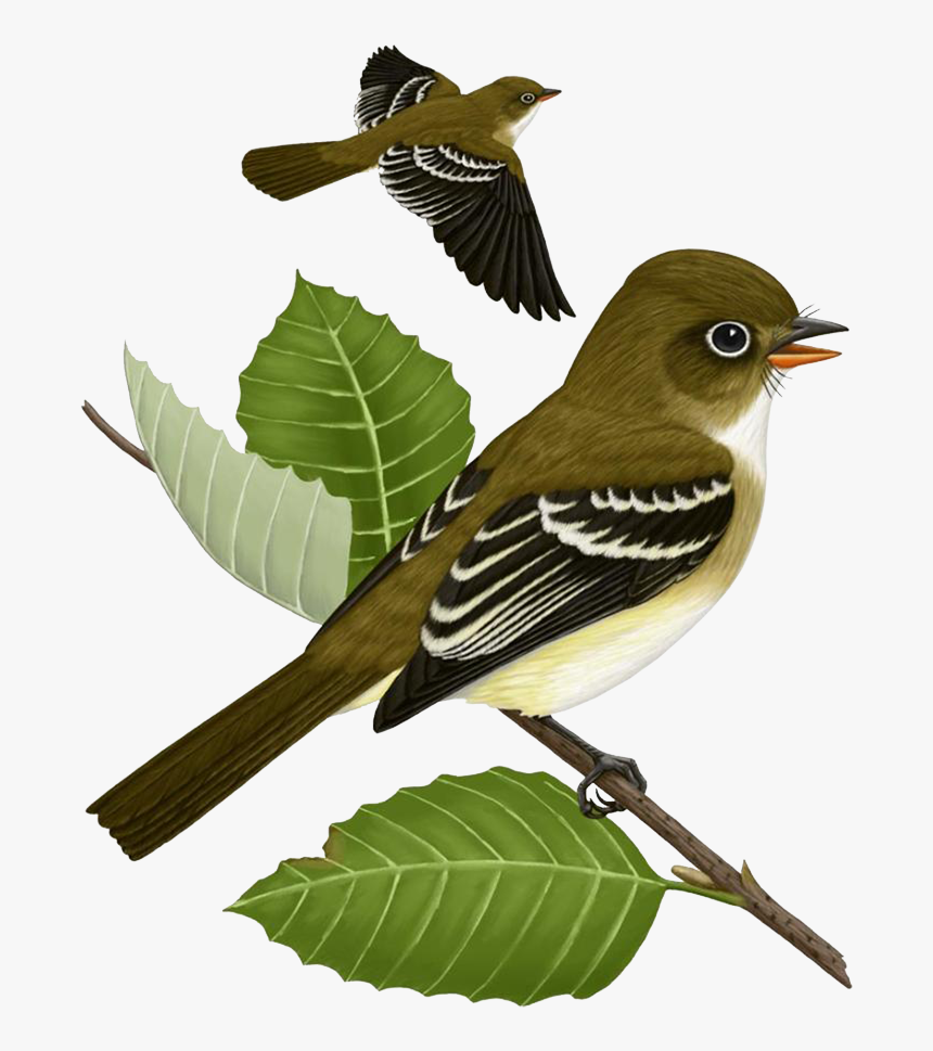 Sparrow Png - Скворцы Пнг, Transparent Png, Free Download