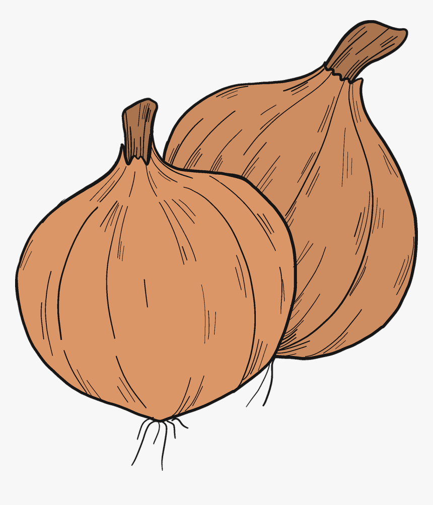 Shallot, HD Png Download, Free Download