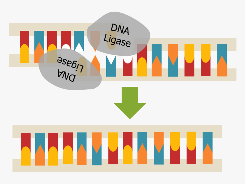 Transparent Dna Strand Png - Dna Ligase, Png Download, Free Download