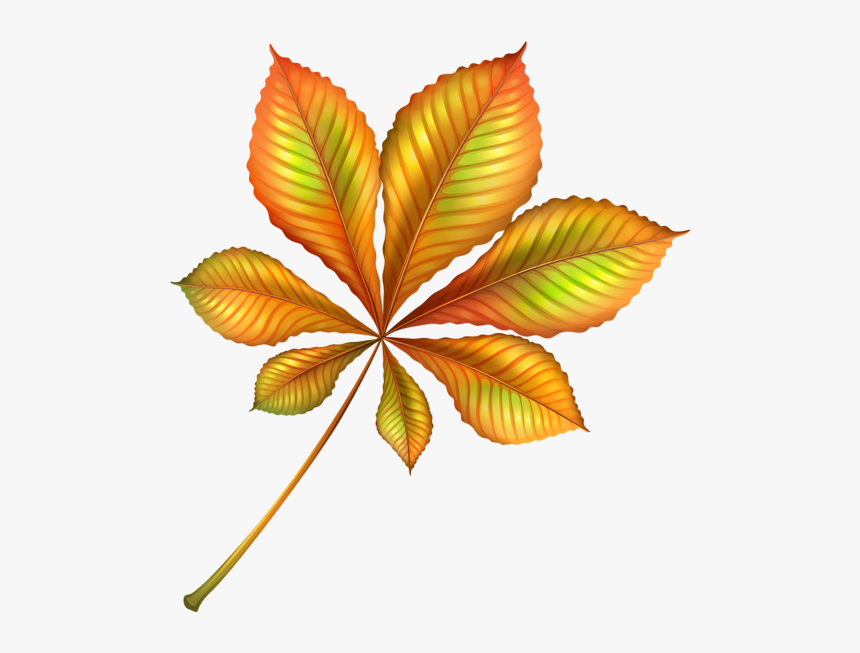 Beautiful Leaf Clip Art, HD Png Download, Free Download