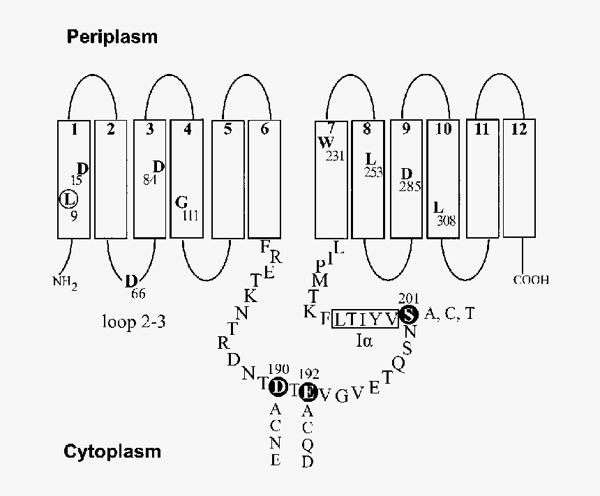 Diagram, HD Png Download, Free Download