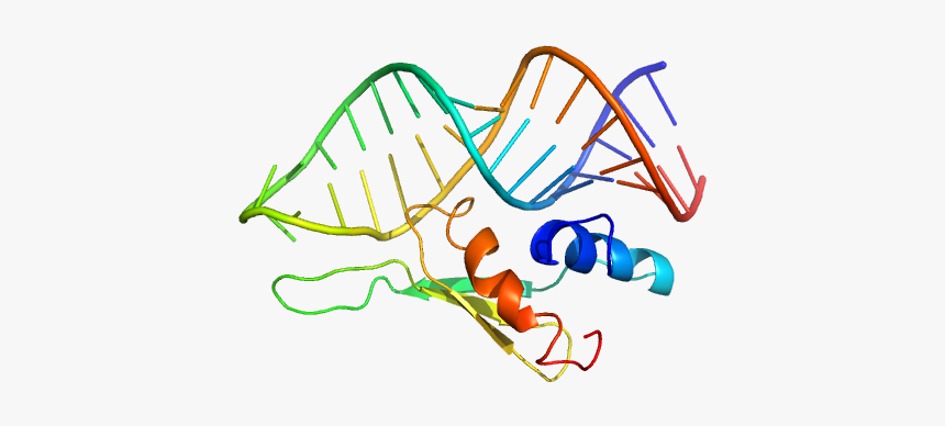 Double Stranded Rna Binding Protein Staufen Homolog - Illustration, HD Png Download, Free Download