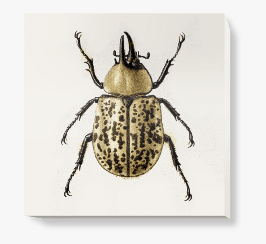 Beetle, HD Png Download, Free Download