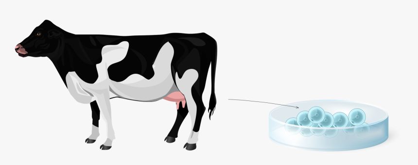 Cattle Clipart , Png Download - Dairy Cow, Transparent Png, Free Download